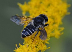 Megachile relativa