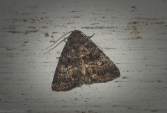 Condica aroana