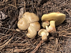 Suillus occidentalis
