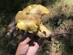 Cantharocybe gruberi