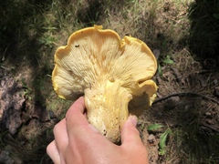Cantharocybe gruberi