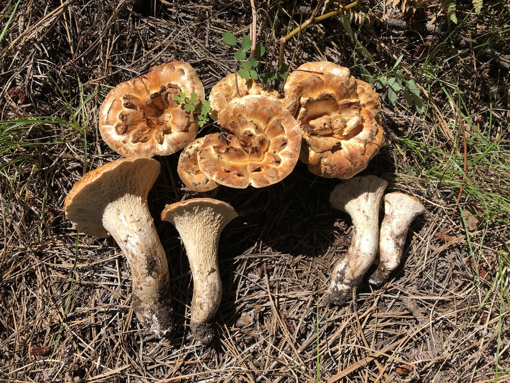 Scaly Chanterelle from Cochise County, USAZ, US on September 3, 2019