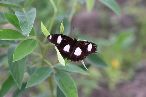 Danaid Eggfly