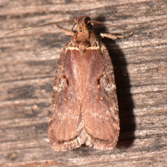 Agonopterix lythrella