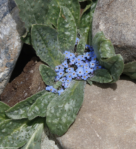 Microula tibetica