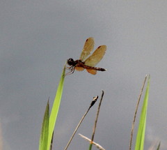 Perithemis tenera