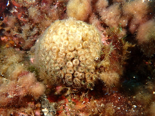Cushion Coral, photo 6 of 10
