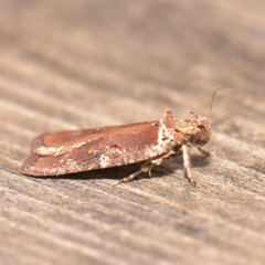 Agonopterix lythrella