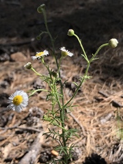 Erigeron neomexicanus