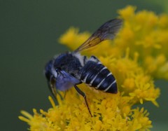Megachile relativa