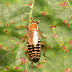 Ectobius lucidus