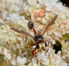 Physocephala texana