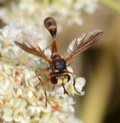 Physocephala texana