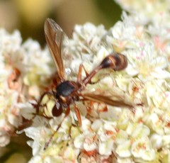 Physocephala texana