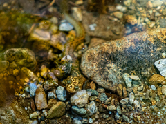 Desmognathus marmoratus