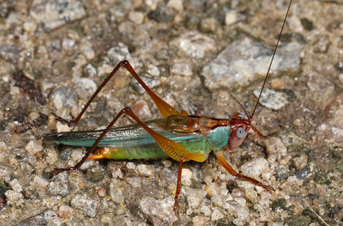 Handsome Meadow Katydid photo 5
