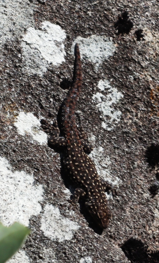 FitzSimons' Dwarf Gecko