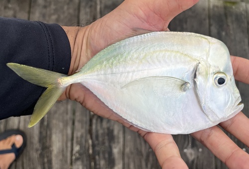 Atlantic Moonfish