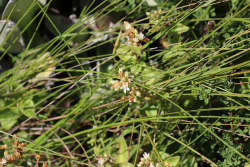 Image of Crassula pellucida by (c) Tony Rebelo, some rights reserved (CC BY-SA)