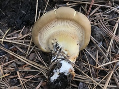 Cantharocybe gruberi