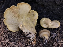 Cantharocybe gruberi