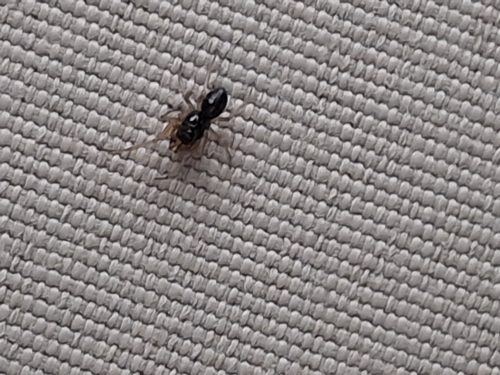 Erigone from Tishomingo County, US-MS, US on May 10, 2025 at 06:50 AM ...