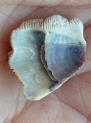 Megabalanus californicus