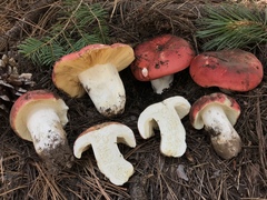 Russula cochisei