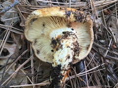 Lactarius repraesentaneus