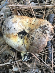 Lactarius repraesentaneus