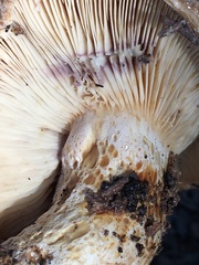 Lactarius repraesentaneus
