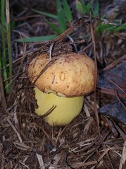 Butyriboletus
