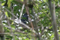 Aviceda leuphotes wolfei