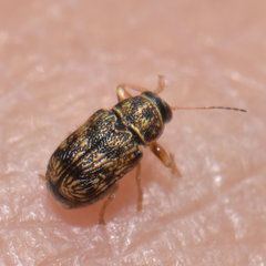 Pachybrachis pectoralis