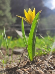 Tulipa dasystemon, photograph (c) Anastasiia Samokhvalova, some rights reserved (CC BY)