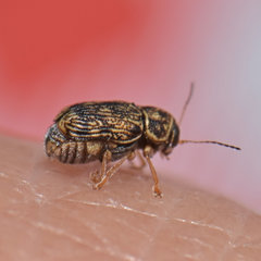 Pachybrachis pectoralis