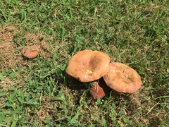 Boletus harrisonii
