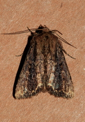 Dasygaster ligniplena