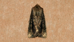 Dasygaster ligniplena