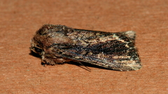 Dasygaster ligniplena
