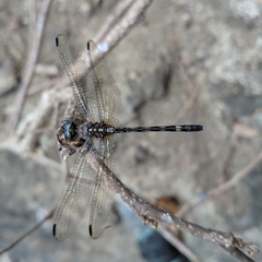 Dythemis