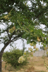 Pithecellobium dulce