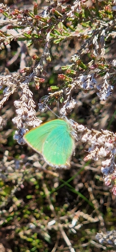Green Hairstreak, Balloerveld, Nederland, photo 8 of 10