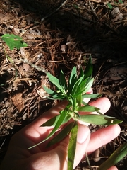 Dichanthelium ravenelii