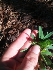 Dichanthelium ravenelii