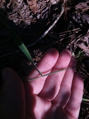 Dichanthelium ravenelii