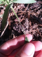 Dichanthelium ravenelii