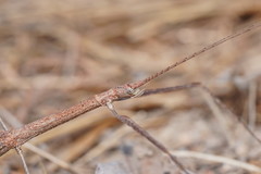 Scionecra milledgei