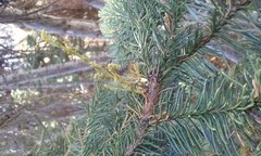 Arceuthobium campylopodum