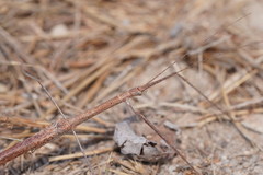Scionecra milledgei